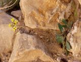 Diplotaxis harra. Цветущее растение. Израиль, окр. г. Арад, каменистая пустыня на склоне вади. 04.03.2020.