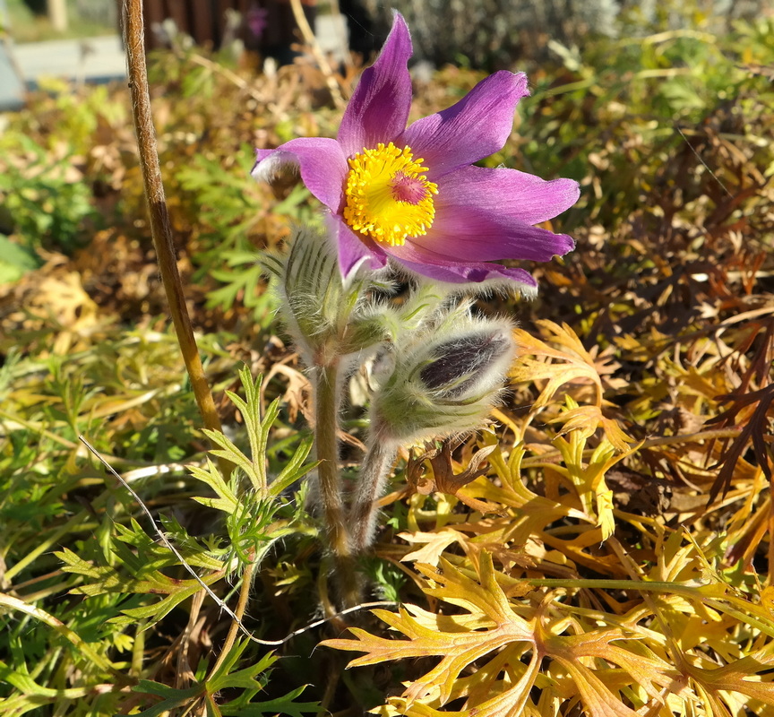 Изображение особи род Pulsatilla.