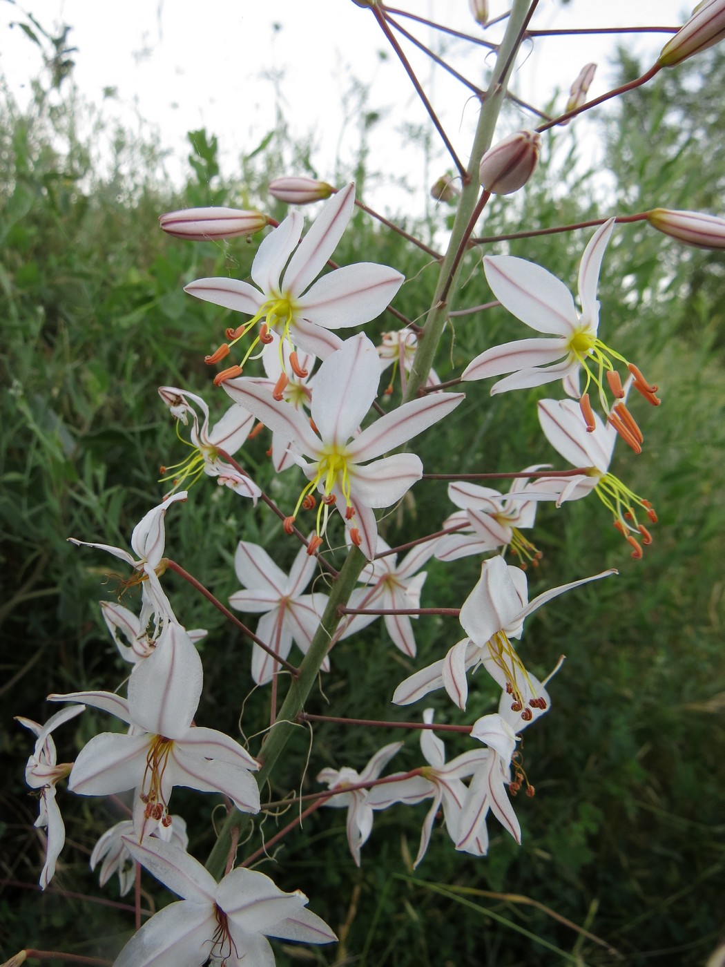 Image of Eremurus bucharicus specimen.