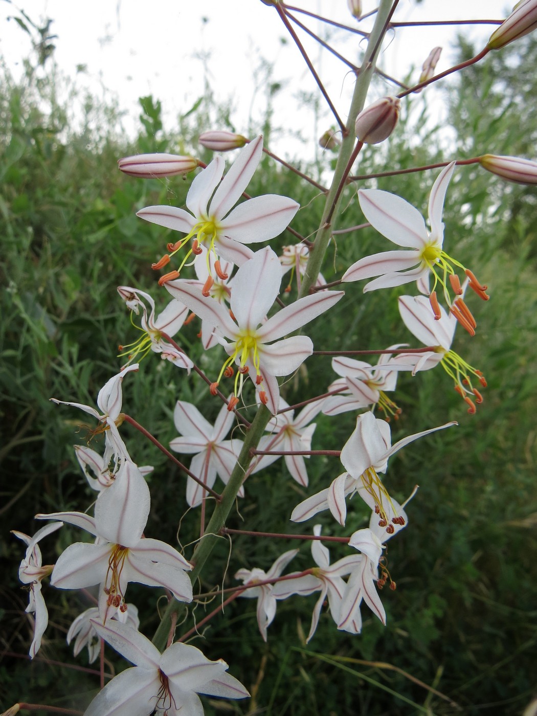 Изображение особи Eremurus bucharicus.