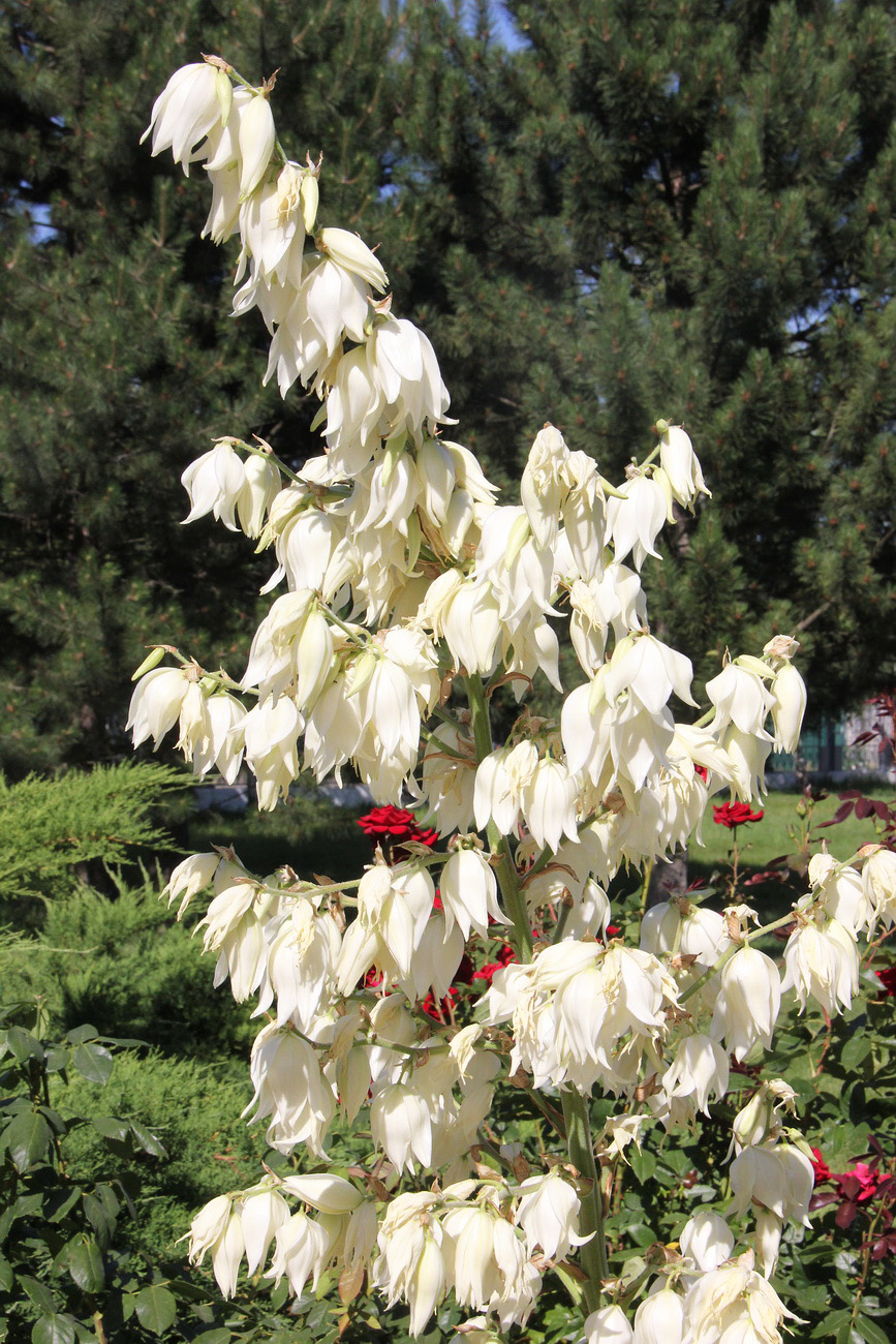 Изображение особи Yucca gloriosa.