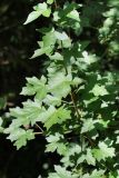 Acer campestre. Часть кроны молодого вегетирующего растения. Краснодарский край, м/о Новороссийск, окр. с. Сукко, окр. оз. Сукко, залесённый левый борт. 10.06.2019.