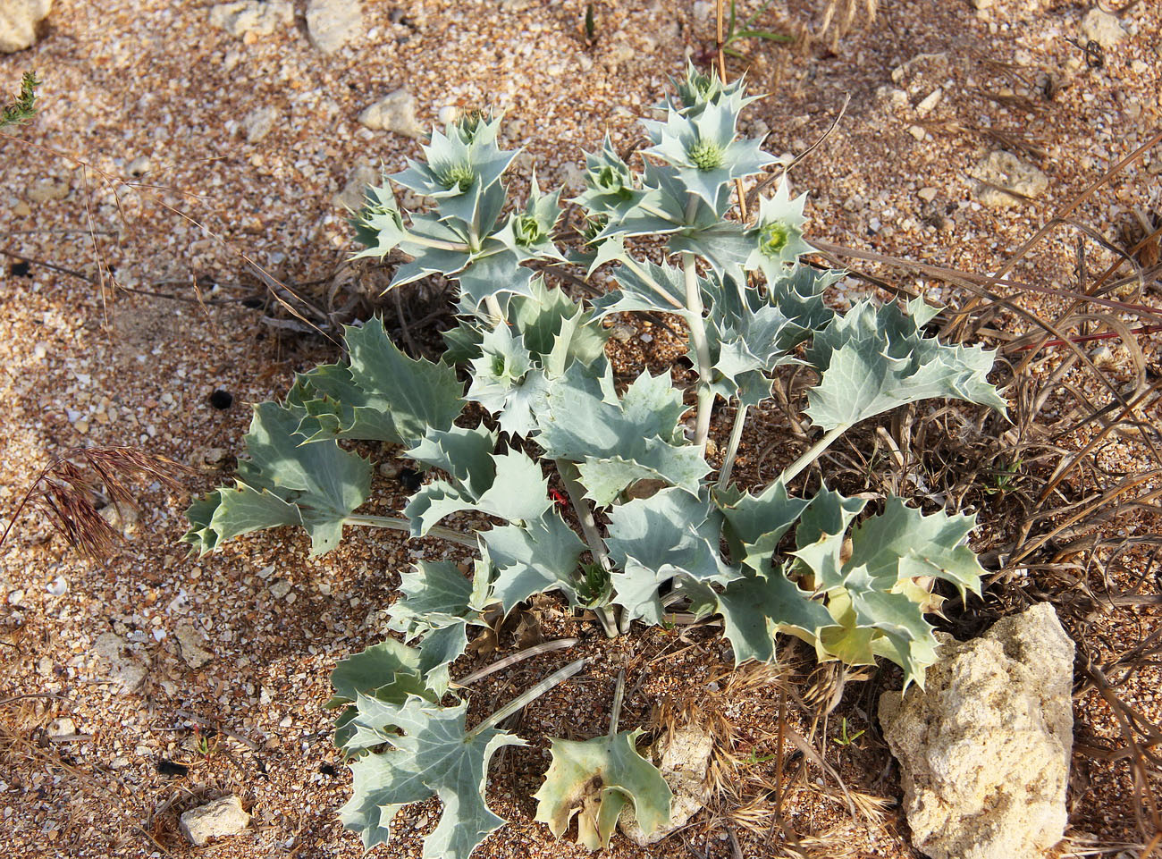 Изображение особи Eryngium maritimum.