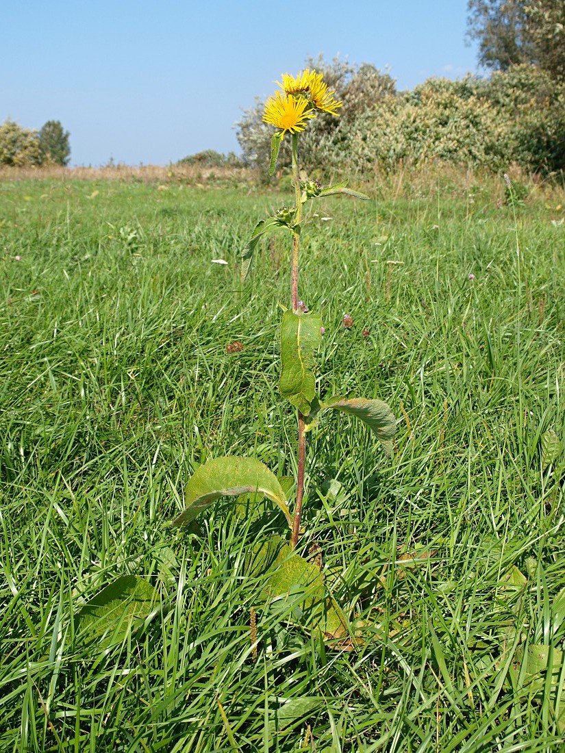 Изображение особи Inula helenium.