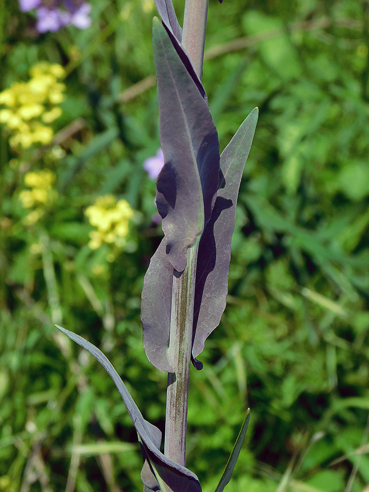 Image of Turritis glabra specimen.