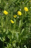 Doronicum altaicum