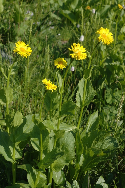 Изображение особи Doronicum altaicum.