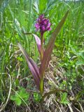 Dactylorhiza incarnata. Цветущее растение. Волгоградская обл., Серафимовичский р-н, Трясиновское с/п, окр. хутора Себряков, Природный парк \"Усть-Медведицкий\", по краю заболоченного понижения влажного солонцеватого пойменного луга р. Медведица. 25 мая 2021 г.