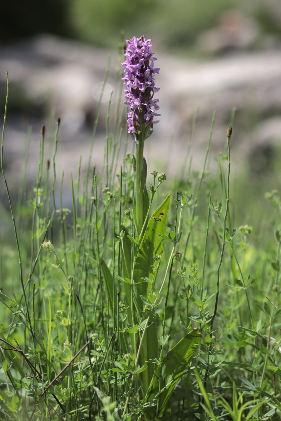 Image of Dactylorhiza incarnata specimen.