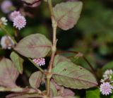 Persicaria capitata