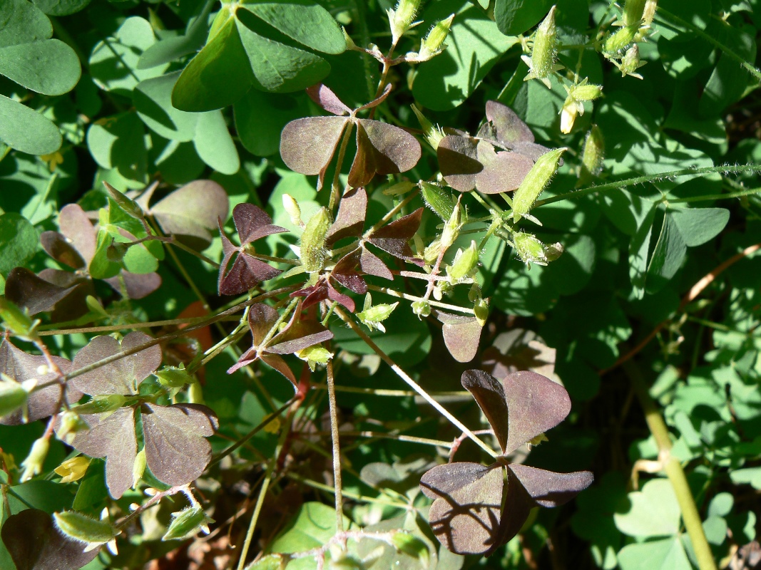 Изображение особи Oxalis stricta.