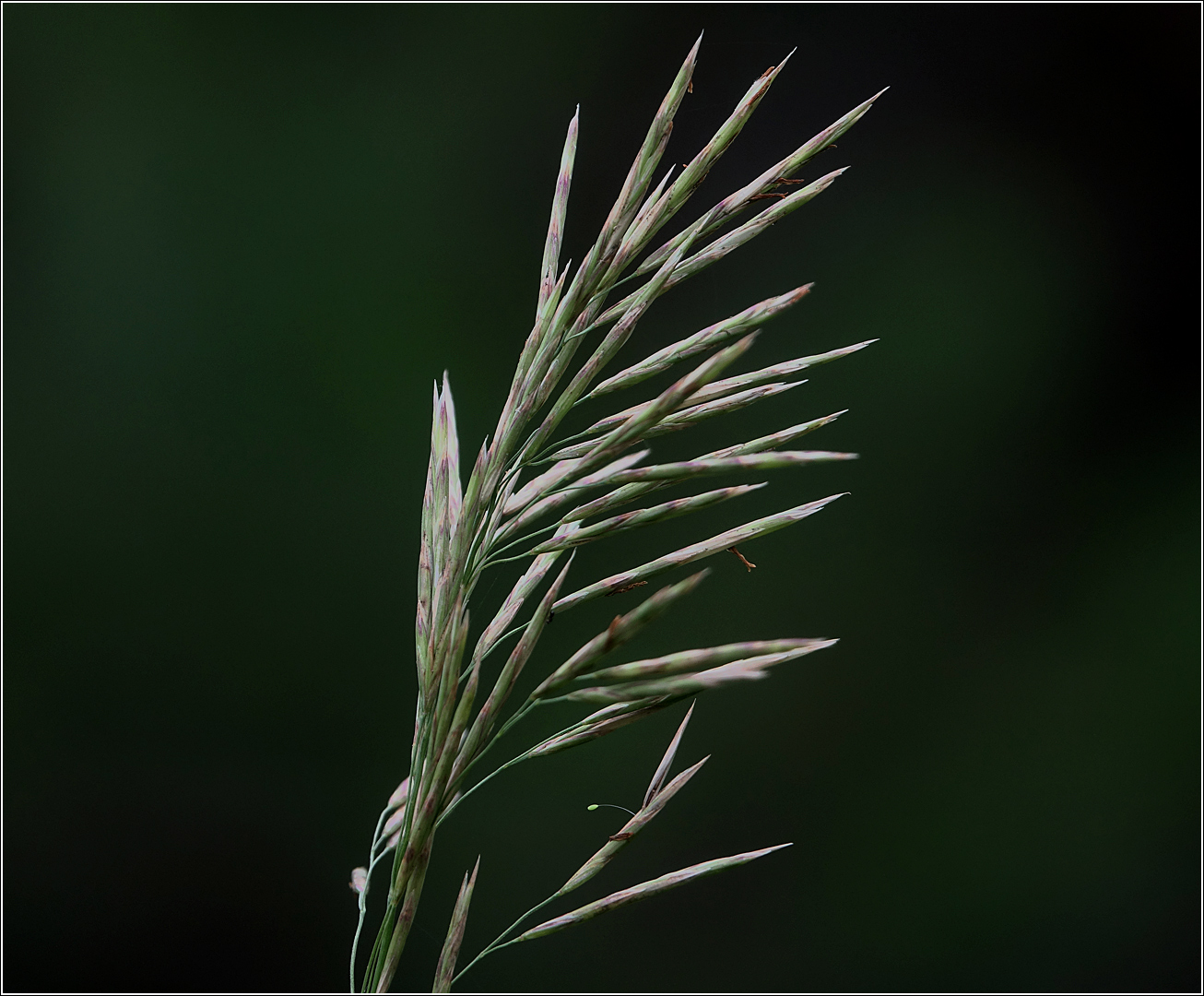 Изображение особи Bromopsis inermis.