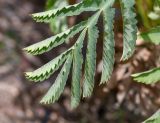 Melianthus major