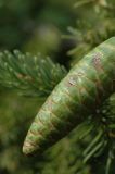 Picea obovata