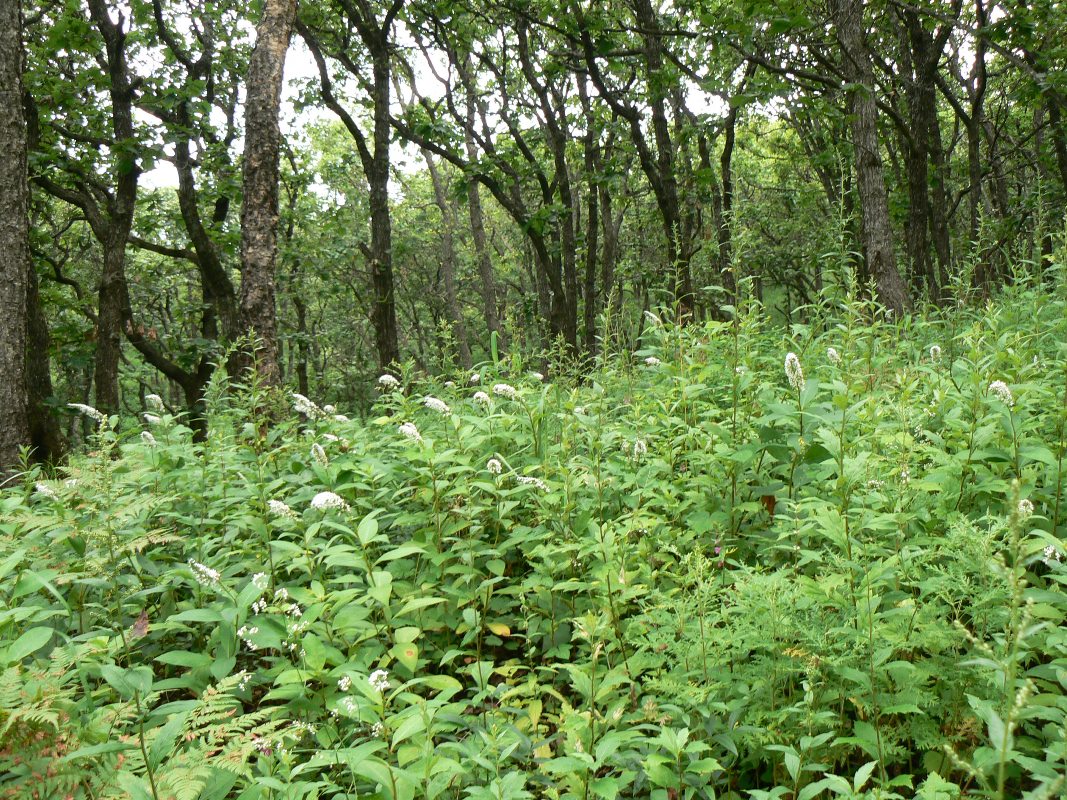 Image of Lysimachia clethroides specimen.