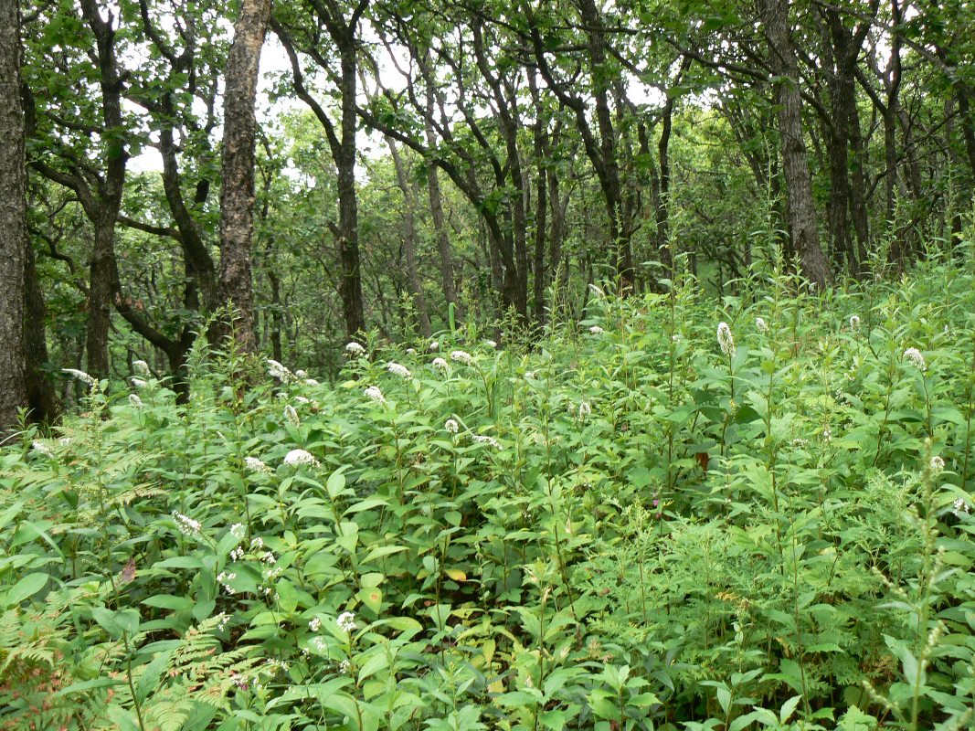 Изображение особи Lysimachia clethroides.