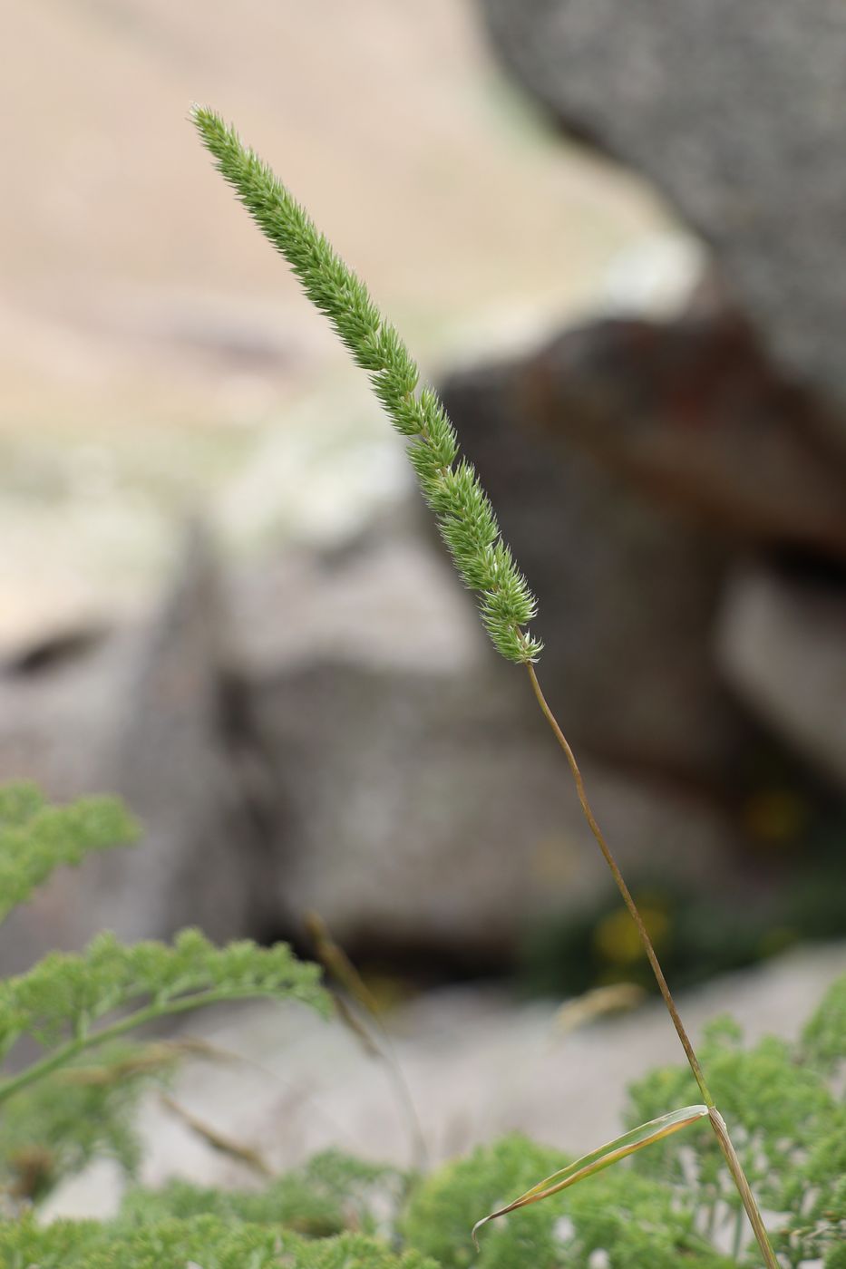 Image of Phleum phleoides specimen.