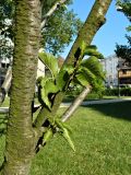 Cerasus avium