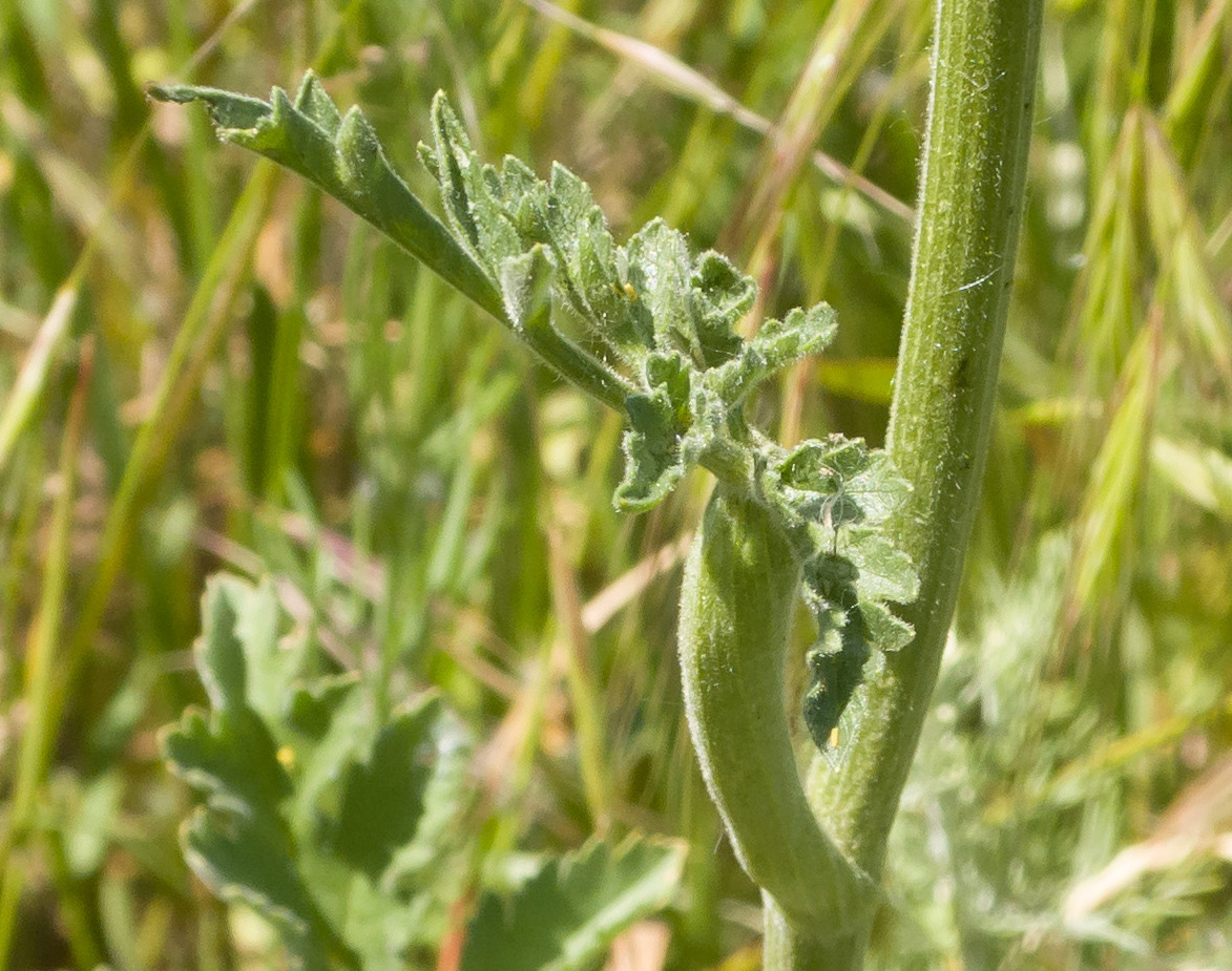 Изображение особи Pastinaca clausii.