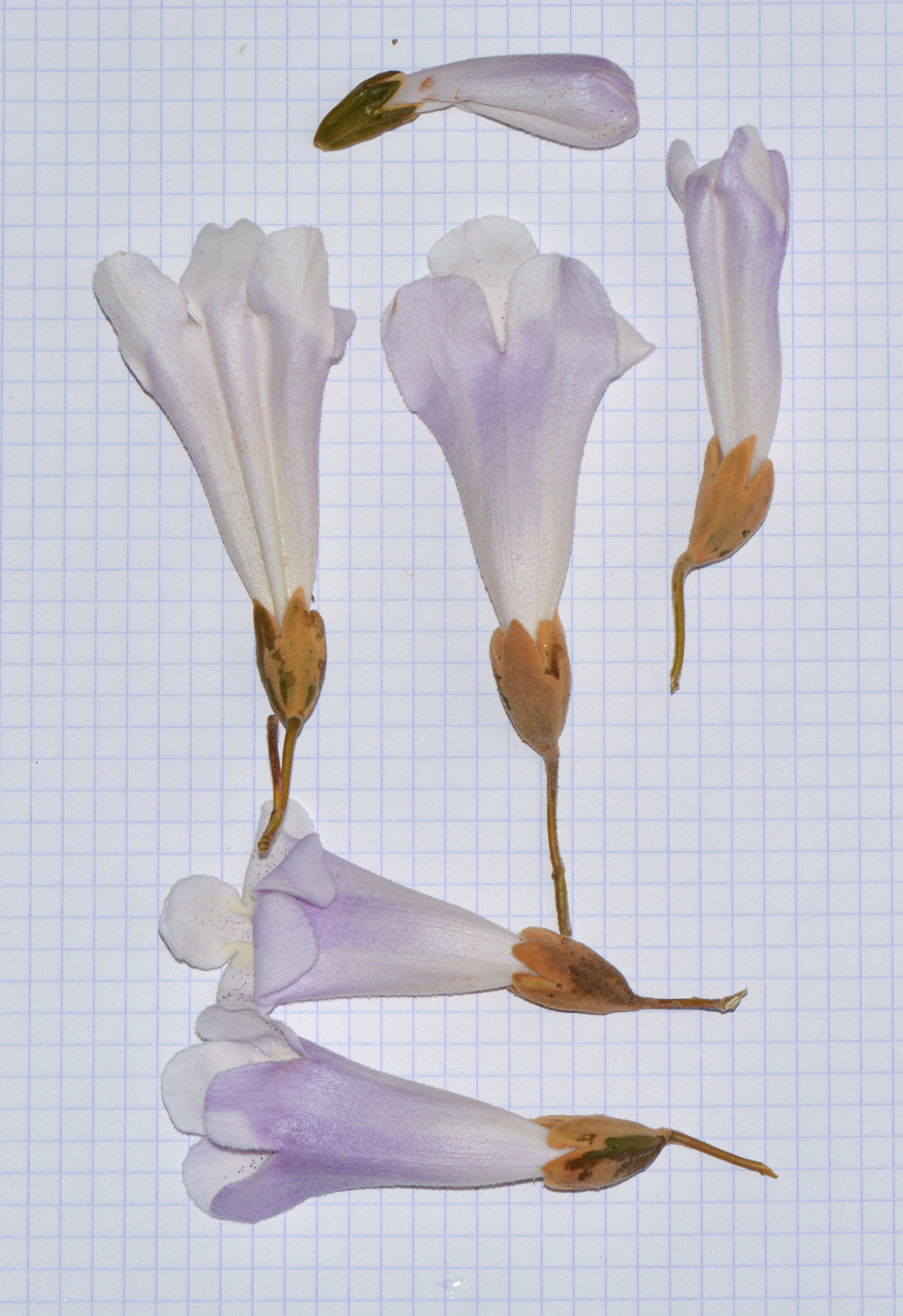 Image of Paulownia tomentosa specimen.