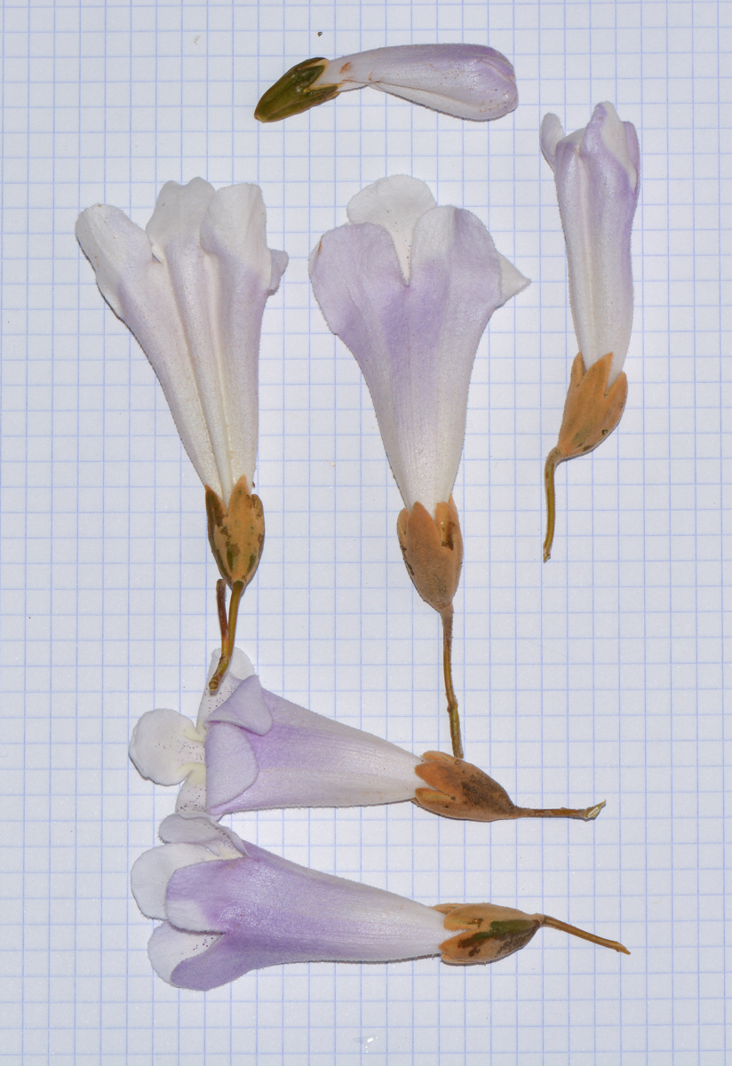 Image of Paulownia tomentosa specimen.