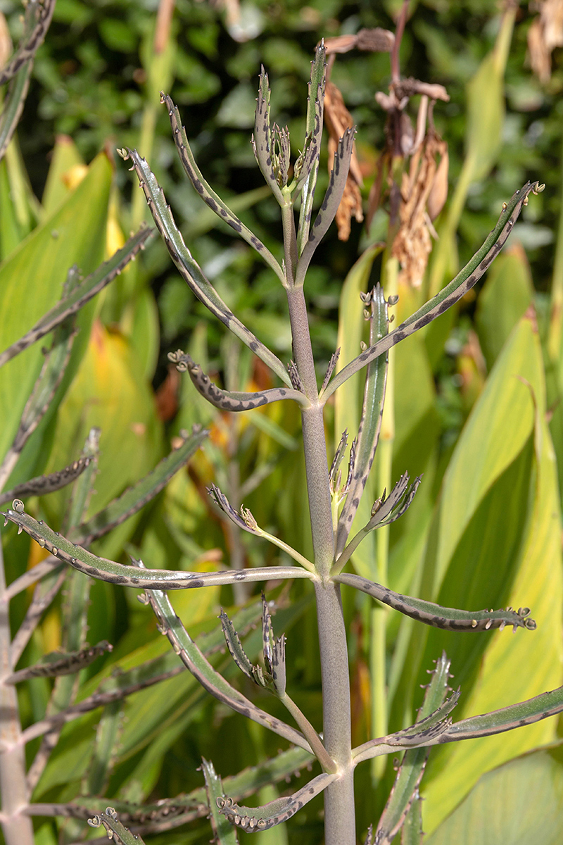 Image of Kalanchoe × houghtonii specimen.