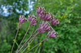 Syneilesis aconitifolia