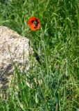 Papaver stevenianum