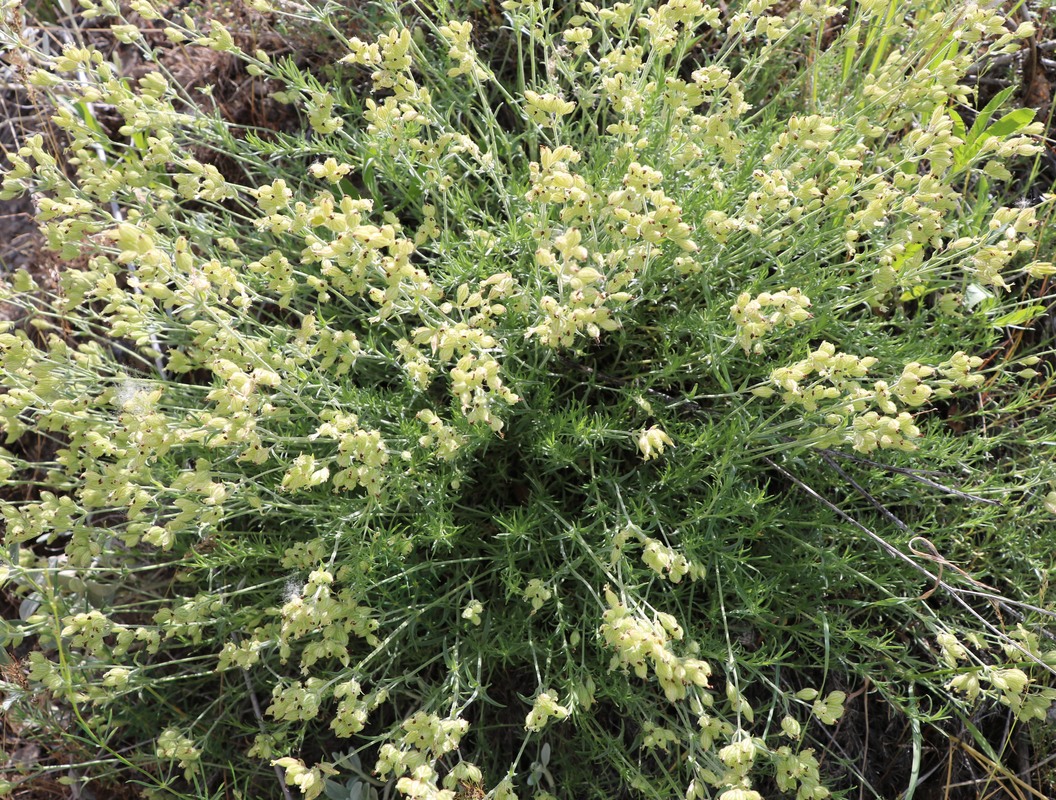 Image of Asperula glomerata specimen.