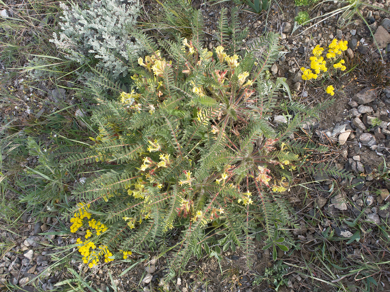 Изображение особи Astragalus utriger.