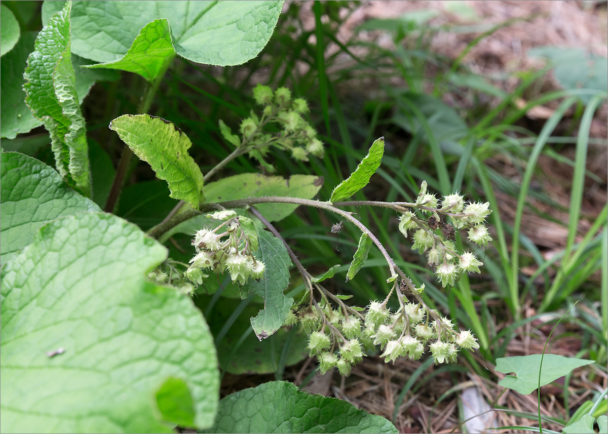 Изображение особи Trachystemon orientalis.