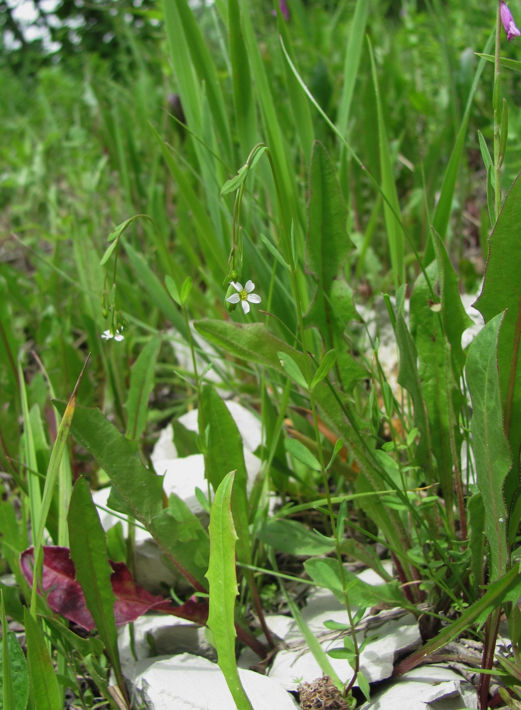 Изображение особи Linum catharticum.