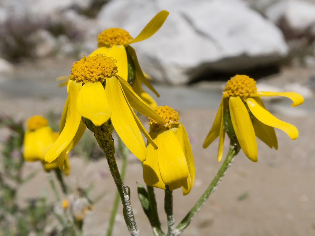 Image of Senecio sosnovskyi specimen.