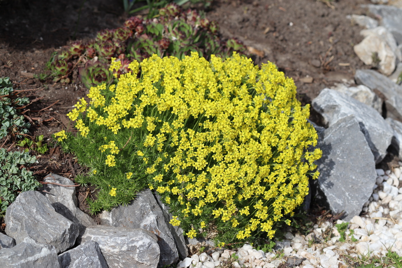 Изображение особи Draba bruniifolia.