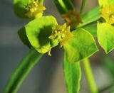 Euphorbia leoncroizatii