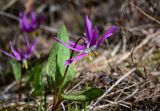 Erythronium sibiricum