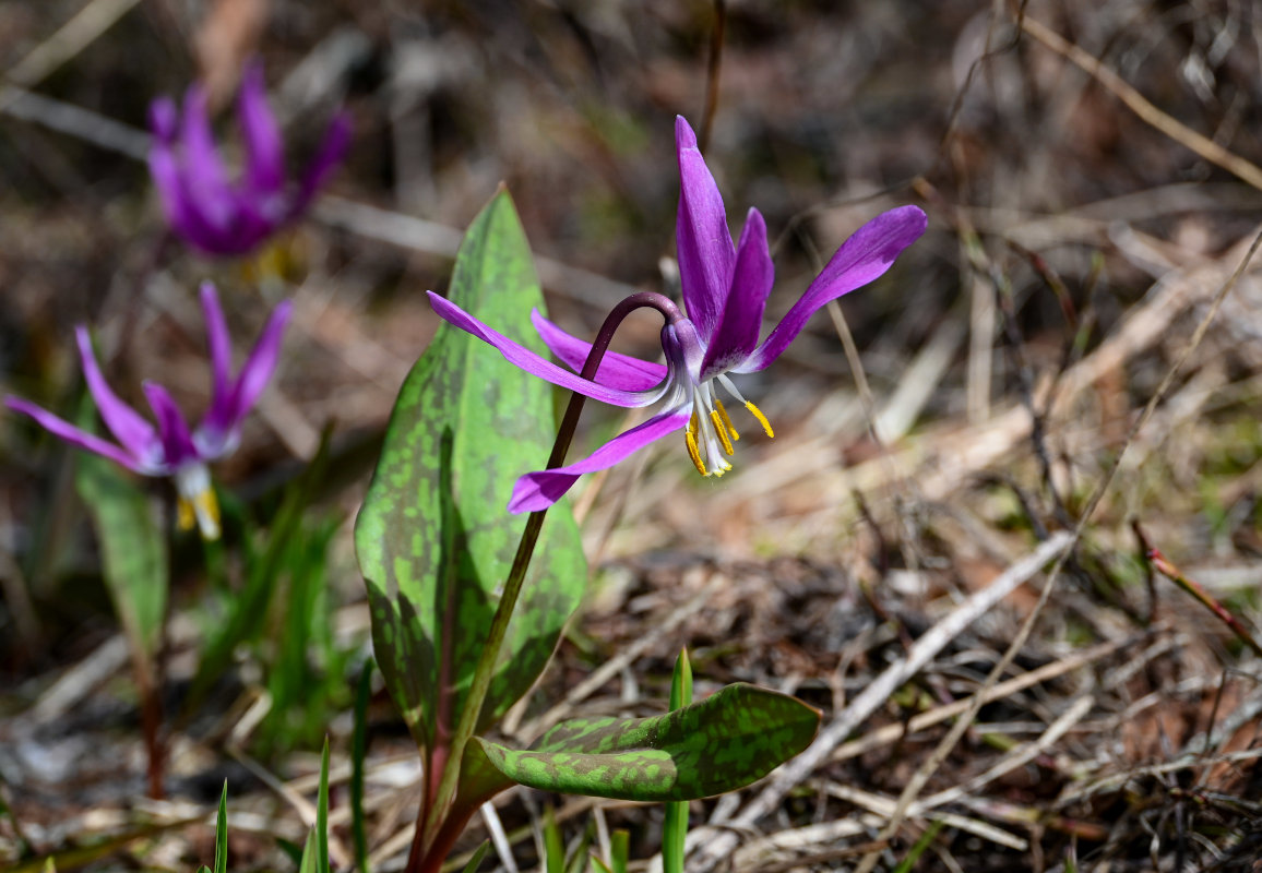 Изображение особи Erythronium sibiricum.