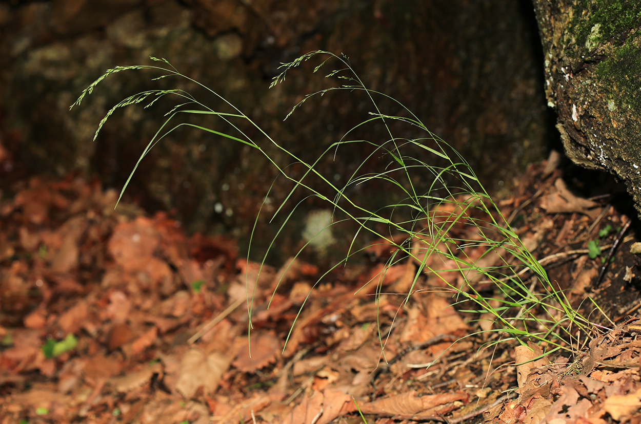 Image of Poa sichotensis specimen.