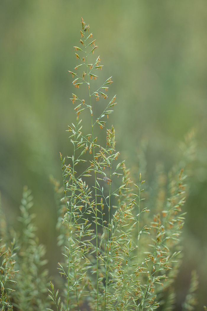 Изображение особи род Festuca.