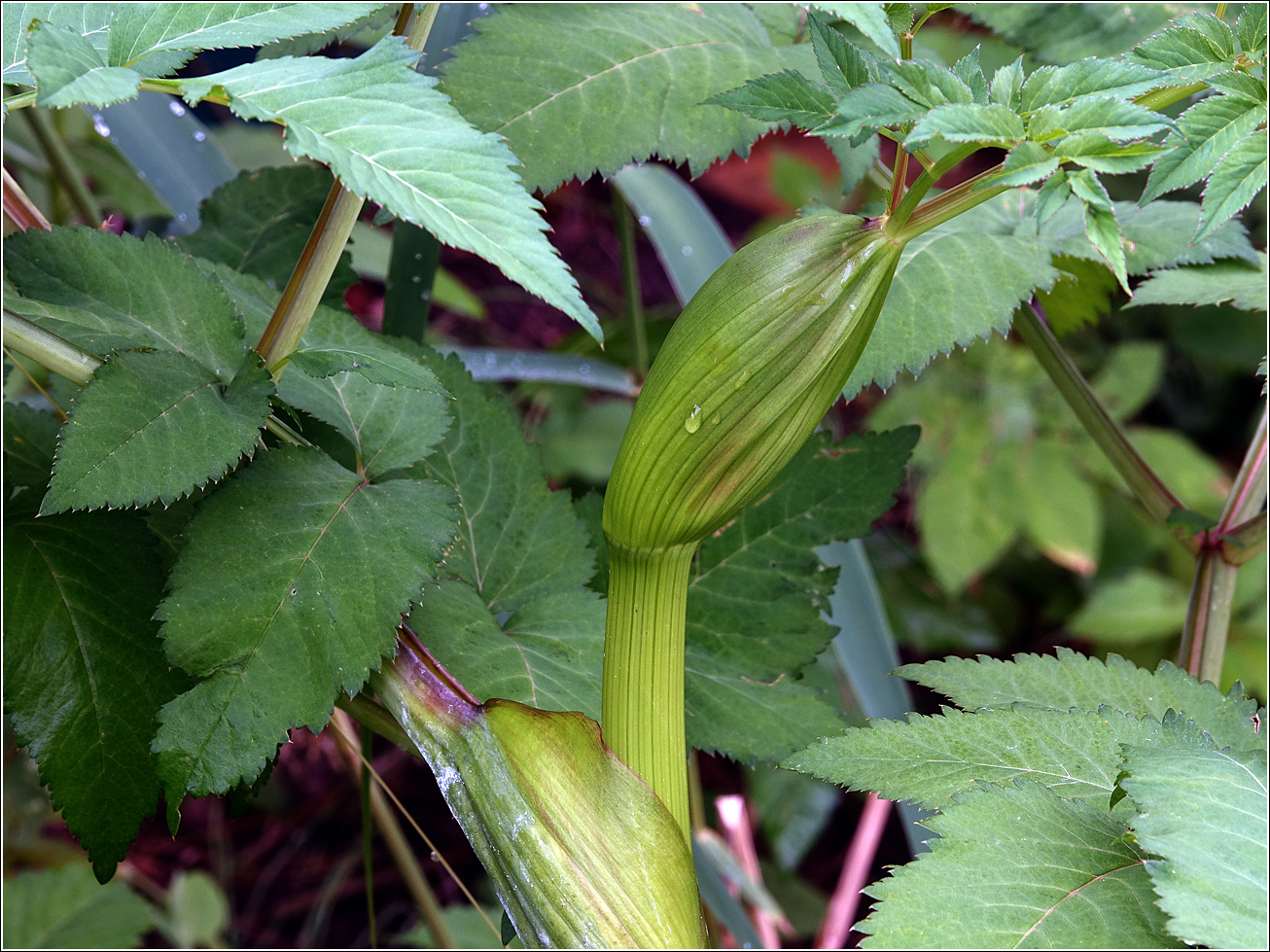 Image of Angelica sylvestris specimen.