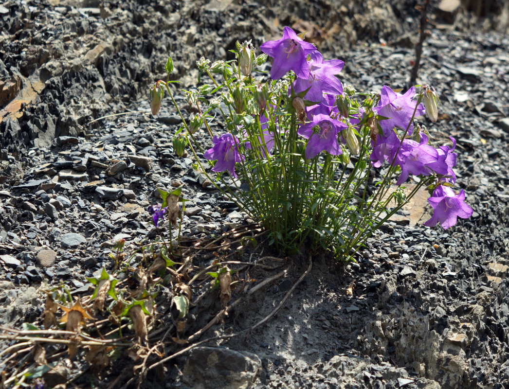 Image of genus Campanula specimen.