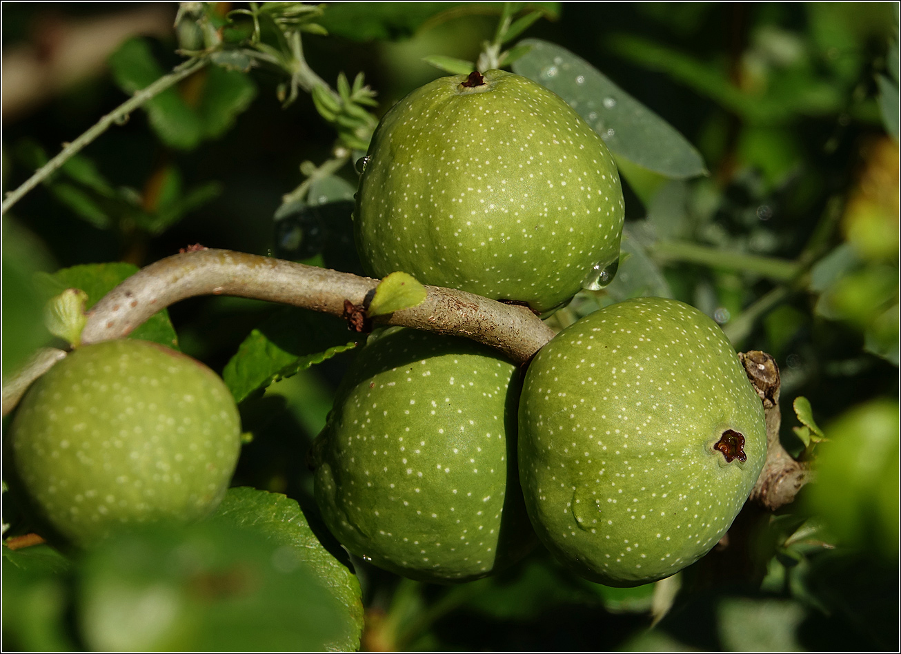 Image of Chaenomeles japonica specimen.