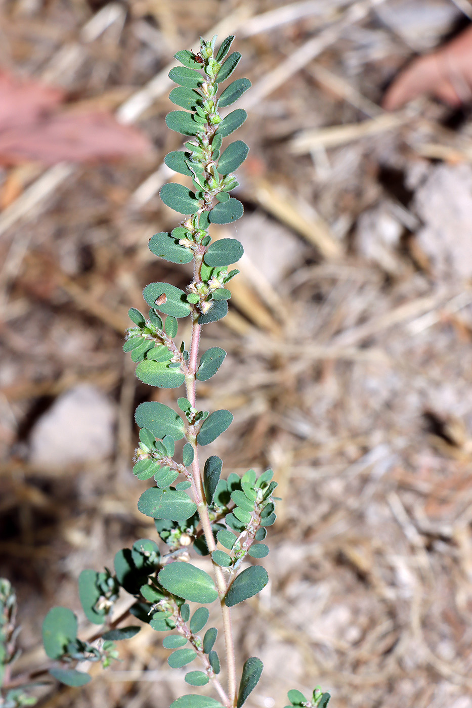 Изображение особи Euphorbia prostrata.