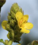 Verbascum thapsus