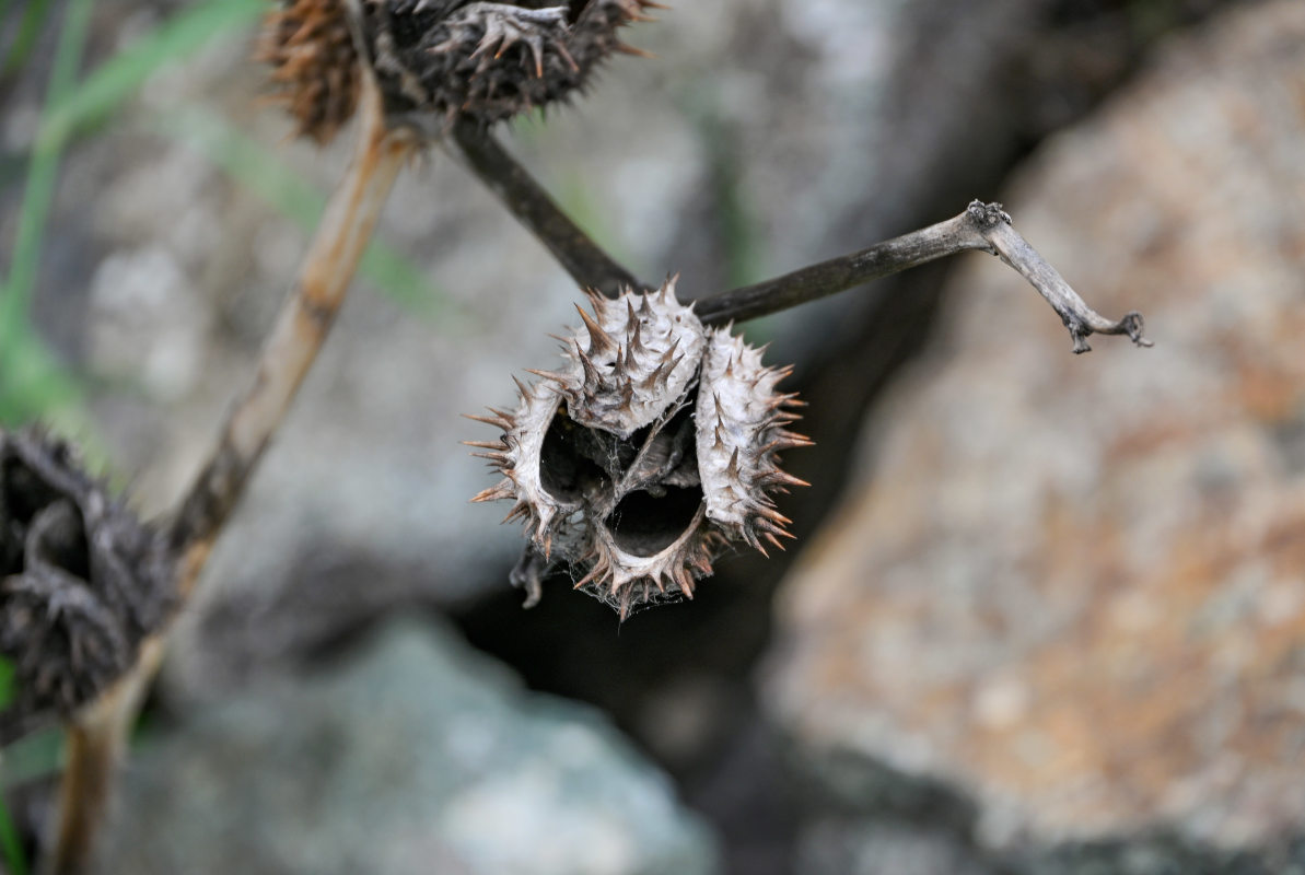 Image of Datura stramonium specimen.