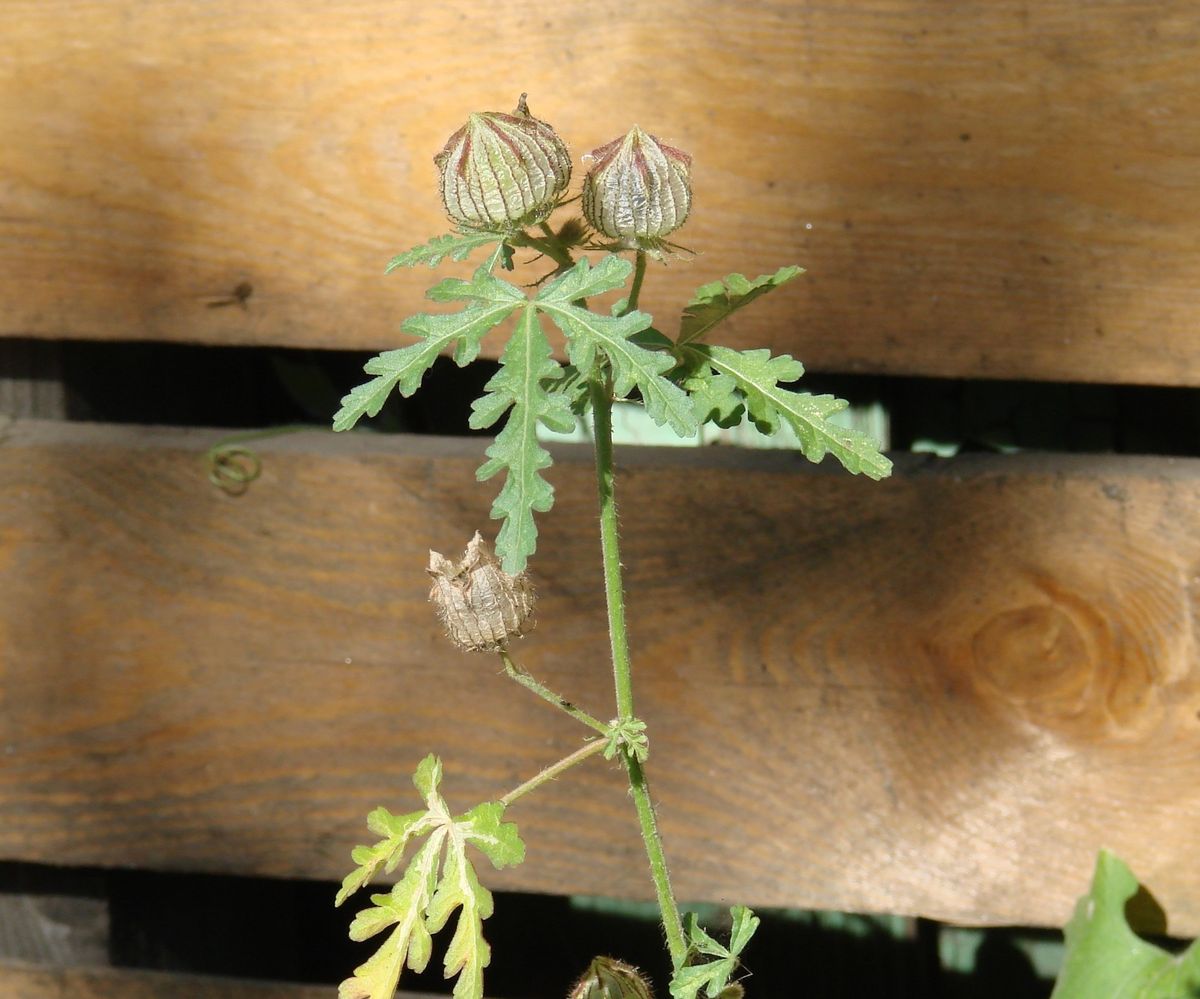 Image of Hibiscus trionum specimen.