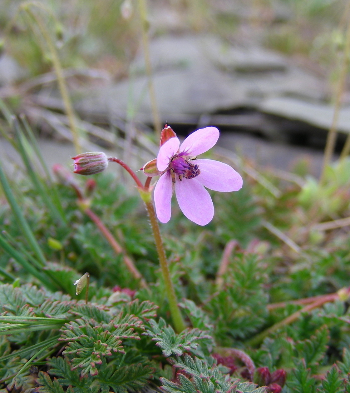 Изображение особи Erodium cicutarium.
