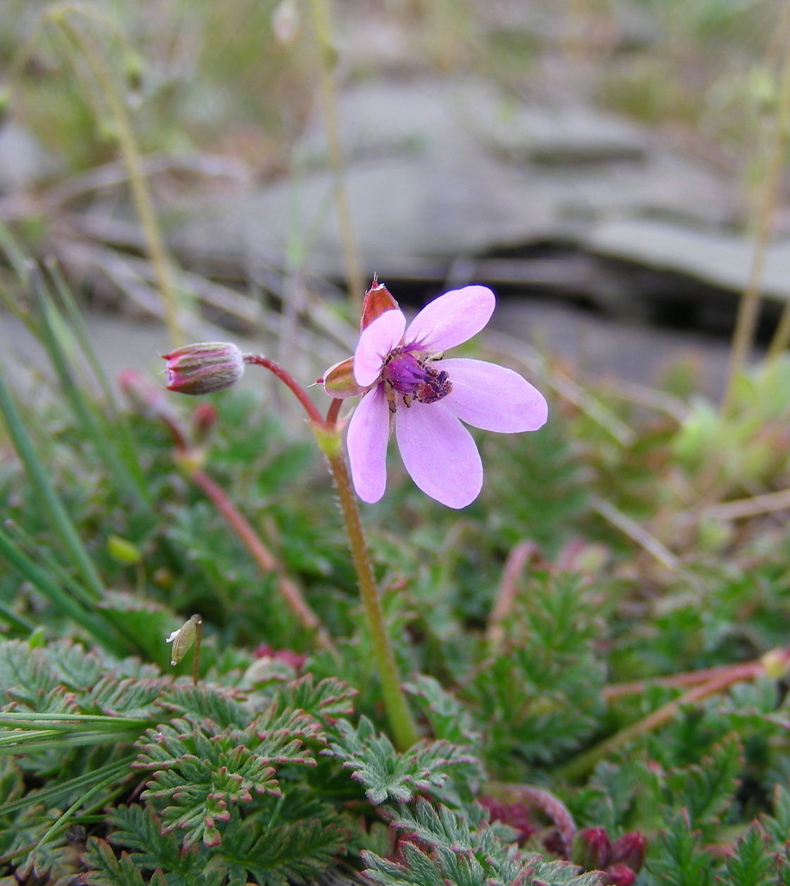 Image of Erodium cicutarium specimen.