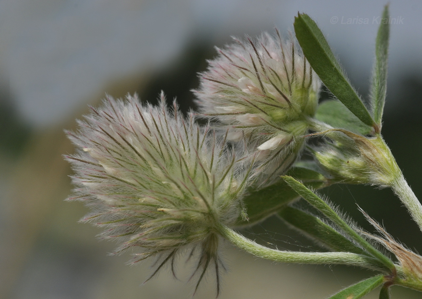 Изображение особи Trifolium arvense.