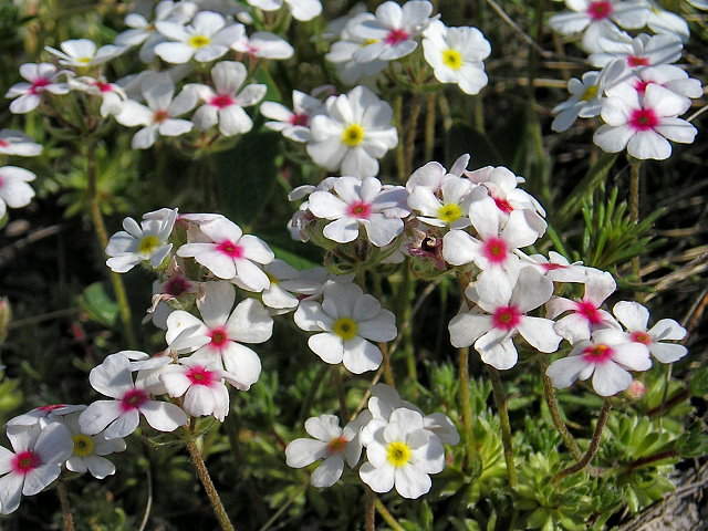 Image of Androsace taurica specimen.